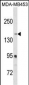 RRBP1 Antibody (C-term)