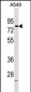 FRMD3 Antibody (Center)