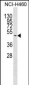 GNAS Antibody (C-term)