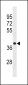 HNRNPA3 Antibody (N-term)