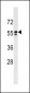 SPAM1 Antibody (C-term)