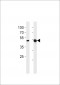 TBX4 Antibody (N-term)