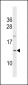 OOSP1 Antibody (C-term)