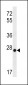 MT-CO3 Antibody (N-term)