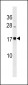 BLACE Antibody (N-term)