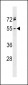 RGMA Antibody (C-term)