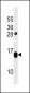 TP53TG1 Antibody (N-term)