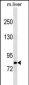 Mouse Cblb Antibody (C-term)