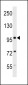 Mouse Sdccag1 Antibody (N-term)