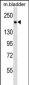 Mouse Sash1 Antibody (C-term)