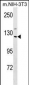 Mouse Sin3a Antibody (C-term)