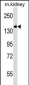 Mouse Casc5 Antibody (C-term)