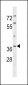 PIG3 Antibody (C-term)