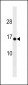 HIGD1C Antibody (C-term)