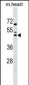 Mouse Maf Antibody (N-term)