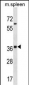 Mouse Inha Antibody (N-term)