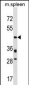 Mouse Prr5 Antibody (C-term)