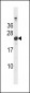 Mouse Hras1 Antibody(C-term)