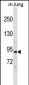 Mouse Pik3r1 Antibody (N-term)