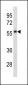 Mouse Plau Antibody (C-term)