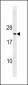 Mouse p27Kip1 Antibody (C-term T197)