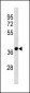 Mouse Camk1d Antibody (N-term)