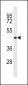 CWC27 Antibody (C-term)