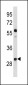 Mouse CCND2 Antibody (C-term T279/T280)