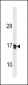 Mouse p21Cip1 Antibody (C-term S148)