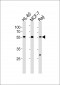 DNAAF8 Antibody (Center)