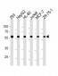 ZRSR2 Antibody (C-term)