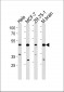 FBXO28 Antibody (C-term)