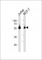 ZNF434 Antibody (Center)
