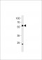 DANRE ccdc149b Antibody (N-term)