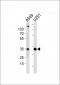 ASB9 Antibody (N-term)