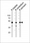 R Cbwd1 Antibody (C-term)
