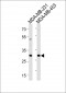 ASB11 Antibody (N-term)