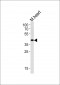 M Tfap2c Antibody (N-term)
