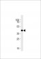 DANREs1pr1 Antibody (C-term)