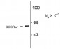 COBRA 1 Antibody