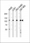 ZNF41 Antibody (N-term)