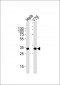 PDCL Antibody (N-term)