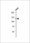 CDC2L1 Antibody