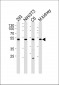 Mouse Cdk9 Antibody (C-term)