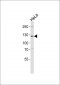 SDCG1 Antibody