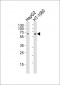 Smad1/5 (Ser463/465) Antibody