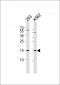 Histone H2A.X (Ser139) Antibody