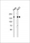 CDCA2 Antibody