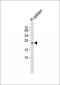 BCAS4 Antibody