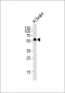 PFTK1 Antibody (N-term)